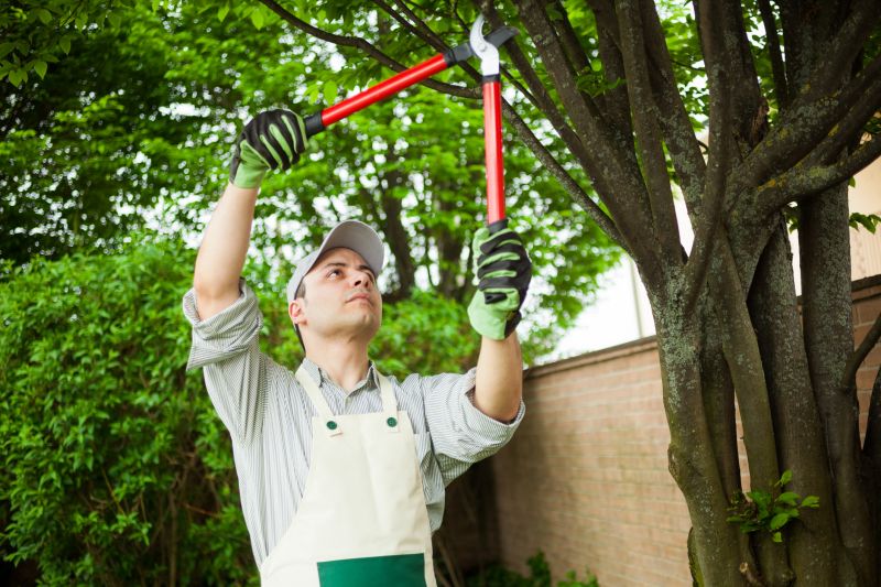 Expert Tree Care Consultation